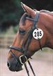 Equidisc Horse Number Disc