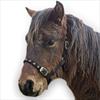 Aerborn Foal Cushion Web Headcollar