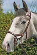 Rambo Micklem MultiBridle (bitted, bitless and lunge cavesson)