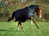 Horseware Amigo 600d Plus Medium Turnout Rug