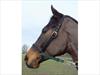 Aerborn Lead Safe Headcollar 