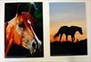 Horse Photo Notebook and Pen Set