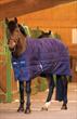 Rambo Rhino Original Stable Rug Heavy + FREE Horseware Headcollar