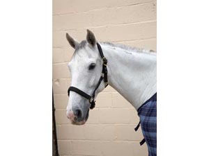 Hy Classic Head Collar
