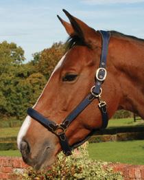 Mark Todd Webbing Headcollar with Leather Padding