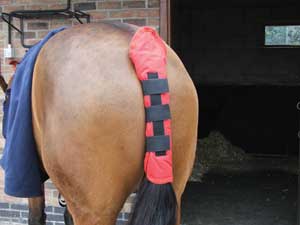 Aerborn Stay Up Tail Guard