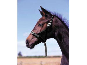 Aerborn Foal Cushion Web Foal Slip