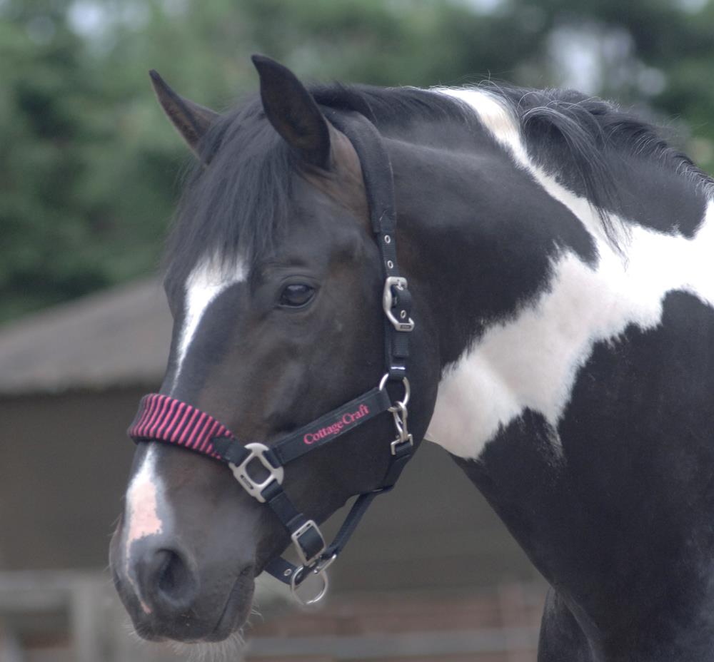 Cottage Craft Fleece Padded Headcollar