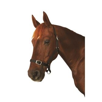 Roma Economy Headcollar (Red - Full) *Clearance*
