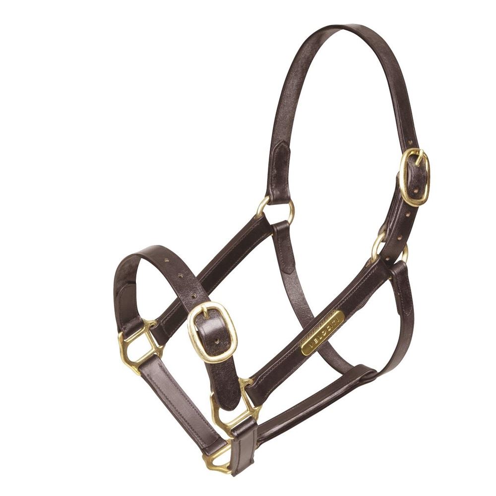 Shires Avignon Figure Eight Noseband in Havana - Cob – The Tried Equestrian