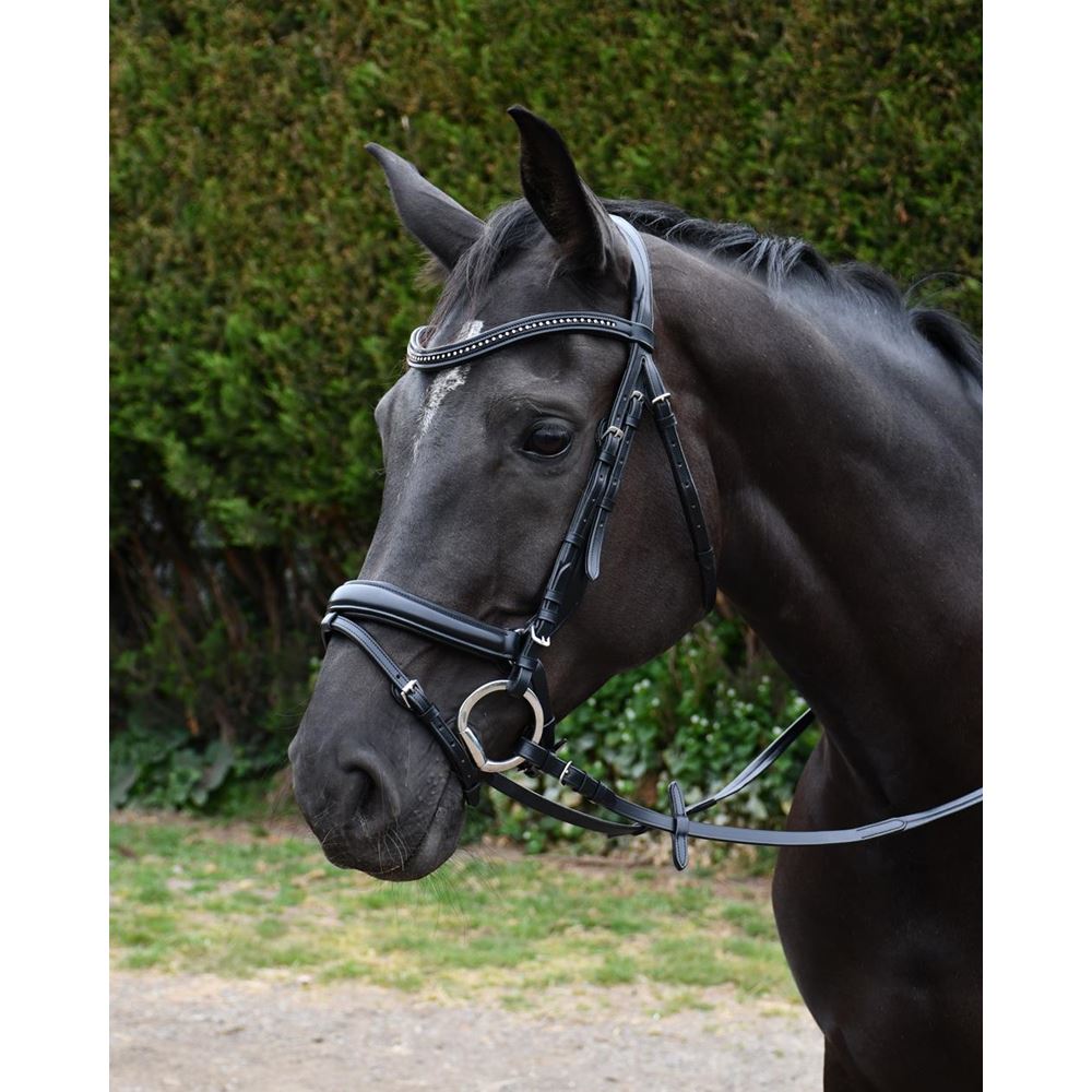 Rratto Del Cavallo Del Holsteiner Della Baia Con La Briglia
